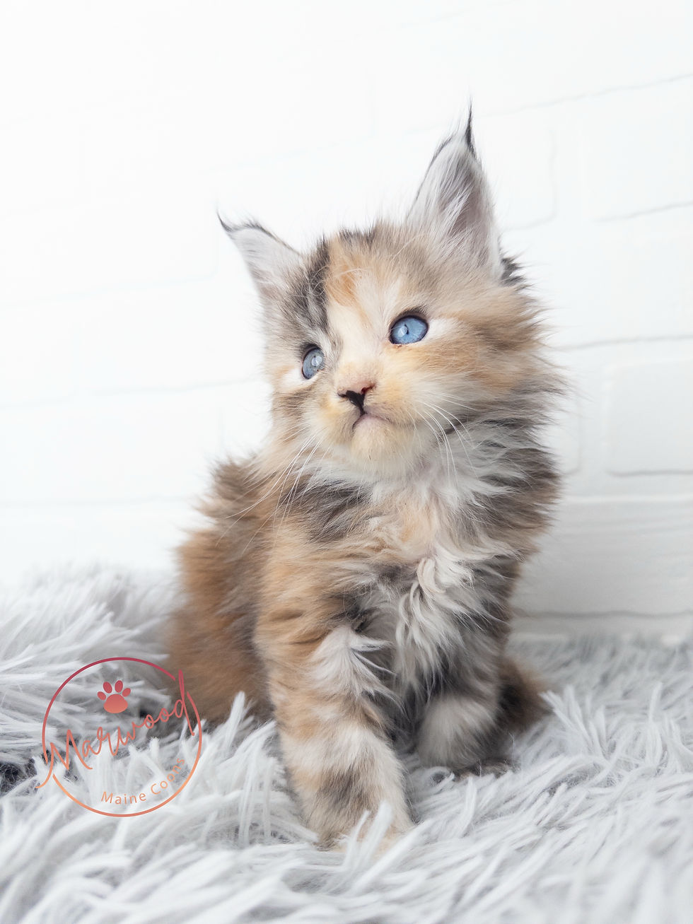 Giant Maine Coon