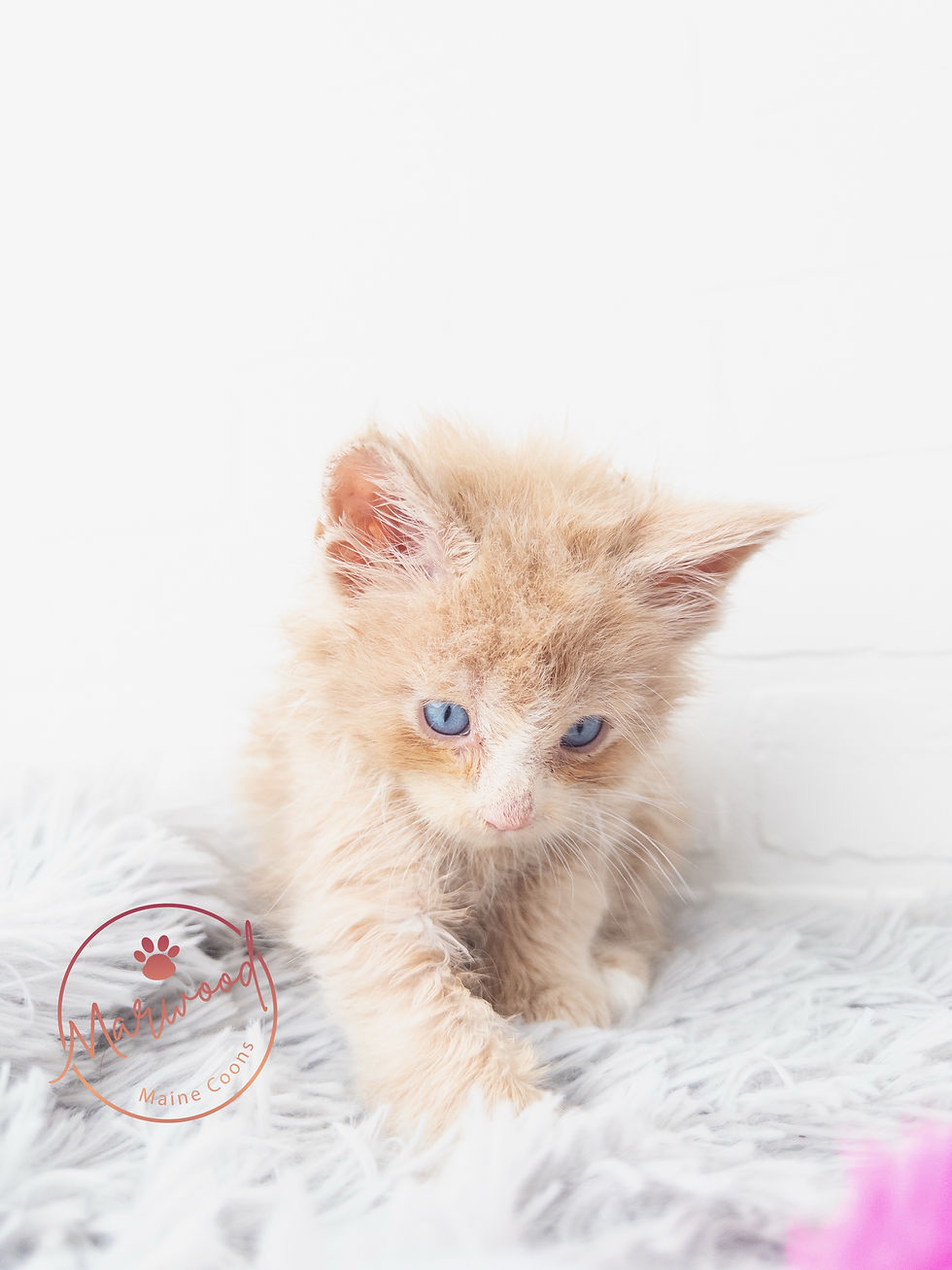Top Maine Coon Breeder Canada