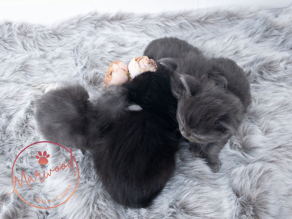 Top Maine Coon Breeder, Alberta Canada