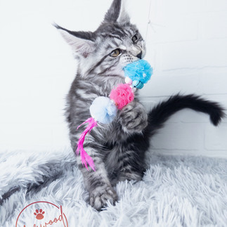 Maine Coon Kitten Biting a Cat Toy Maine Coon Kitten Biting a Cat Toy