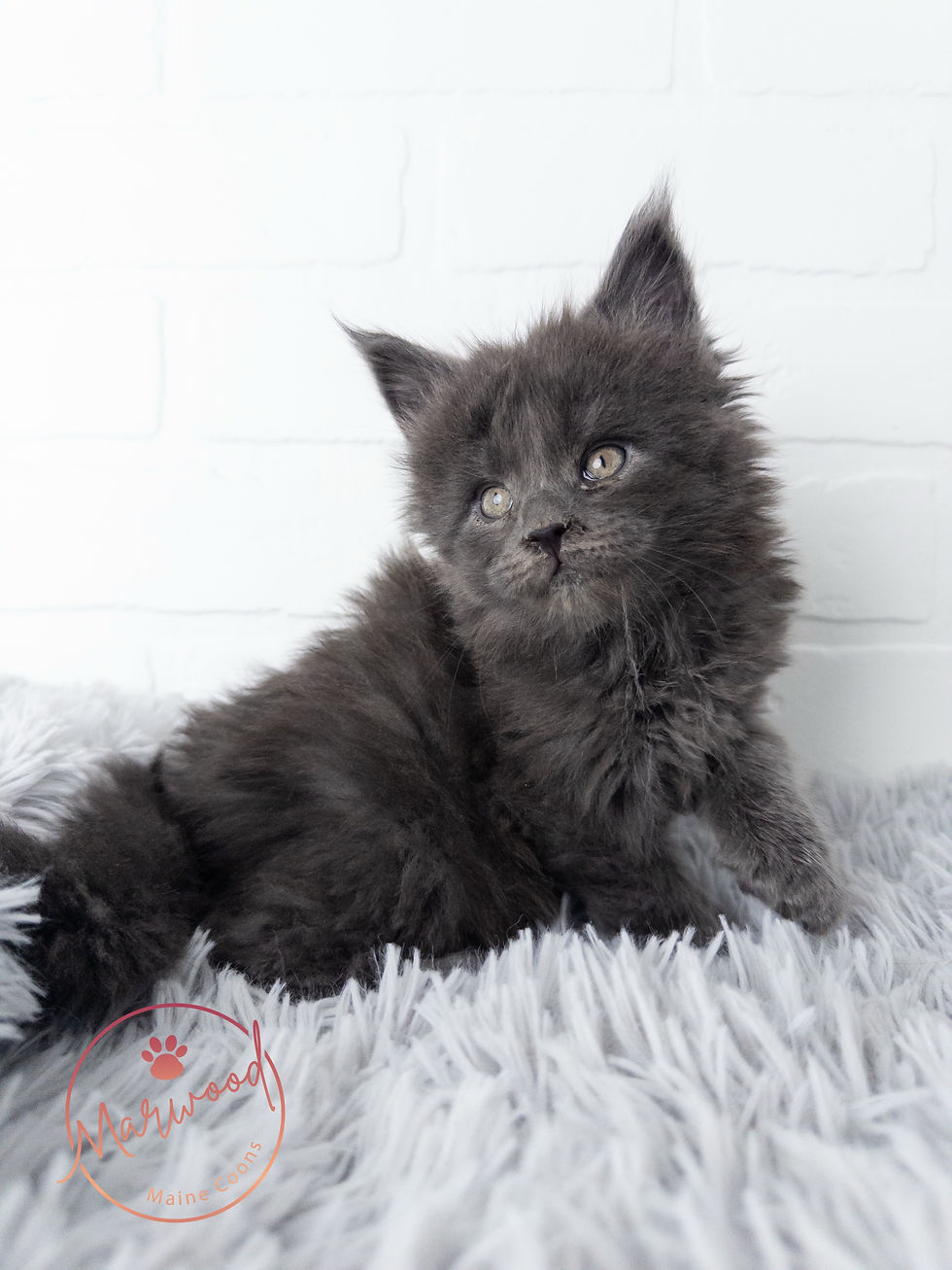 Maine Coon Masterweaver Lineage