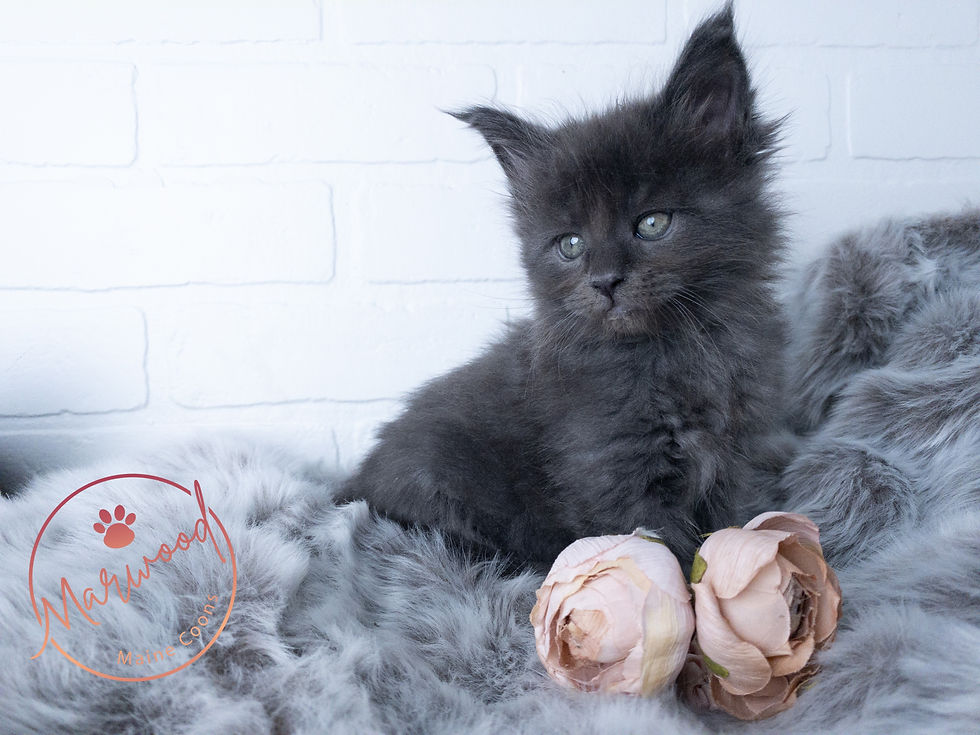 Top Mainecoon Breeder, Alberta Canada