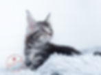 Maine Coon Canada