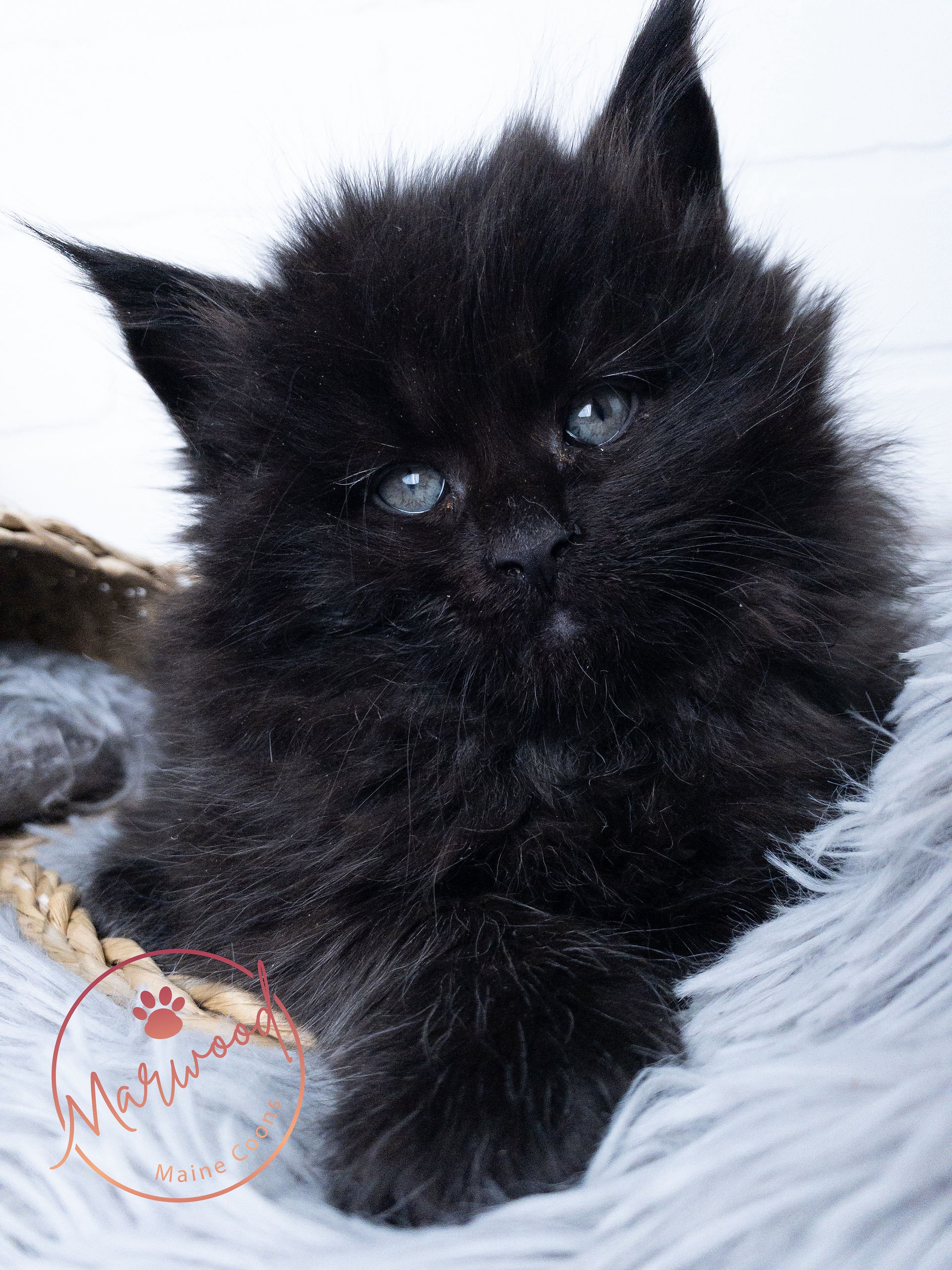 Patty Paw Polydactyl Maine Coon Kittens
