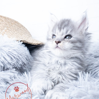 Silver Maine Coon Kitten