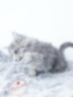 Top Maine Coon Breeder Alberta Canada