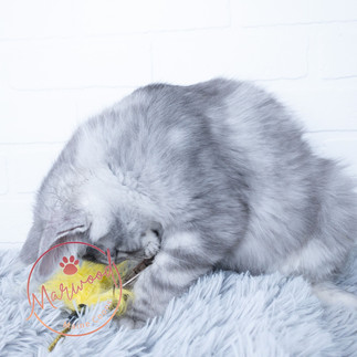 Silver Maine Coon Adult
