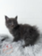 Maine Coon Masterweaver Lineage