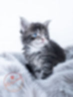 Top Blue Eyed Breeder, Alberta, Canada