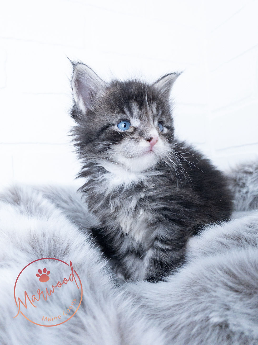 Top Blue Eyed Breeder, Alberta, Canada