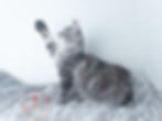 Top Maine Coon Breeder Alberta, Canada