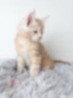 Top Maine coon Breeder Alberta Canada