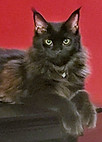 Maine Coon Breeder Alberta Canada