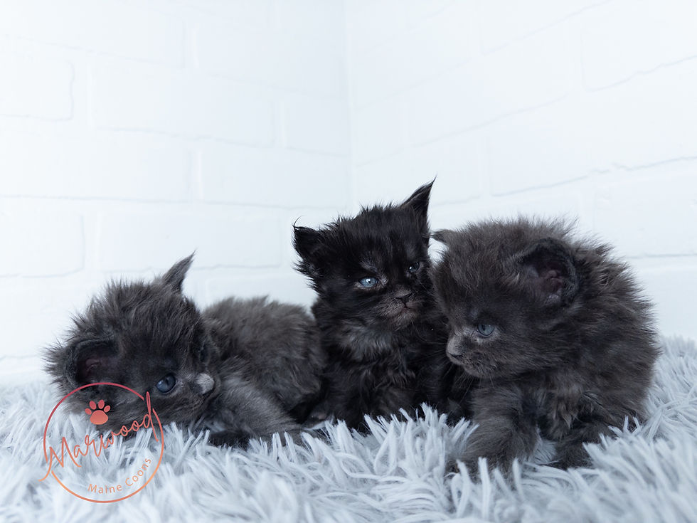 Maine Coon Masterweaver Lineage