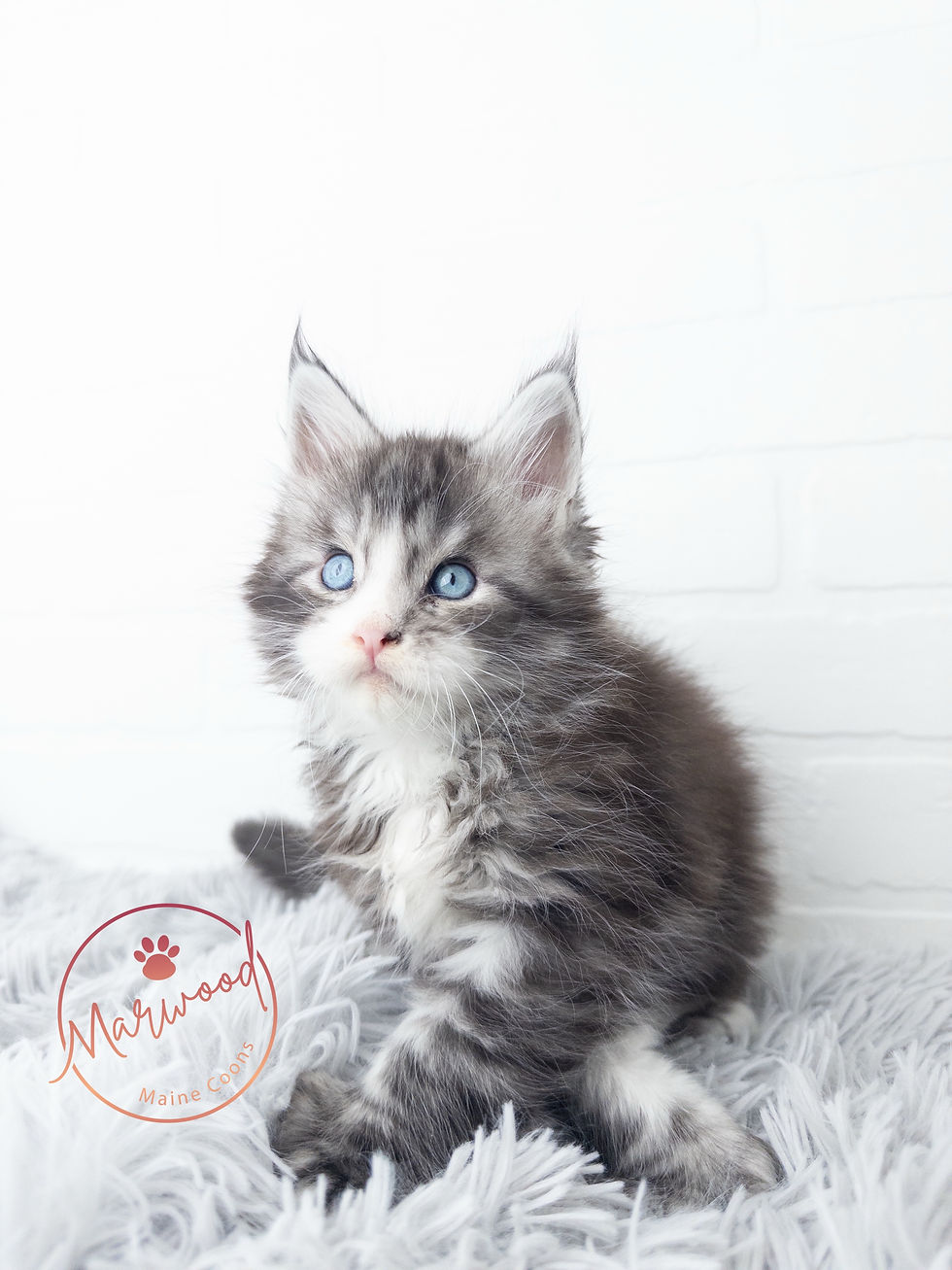 Marwood Giant Maine Coons