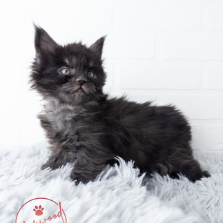 Smoke Maine Coon Kitten