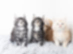 Top Maine Coon Breeder Alberta Canada