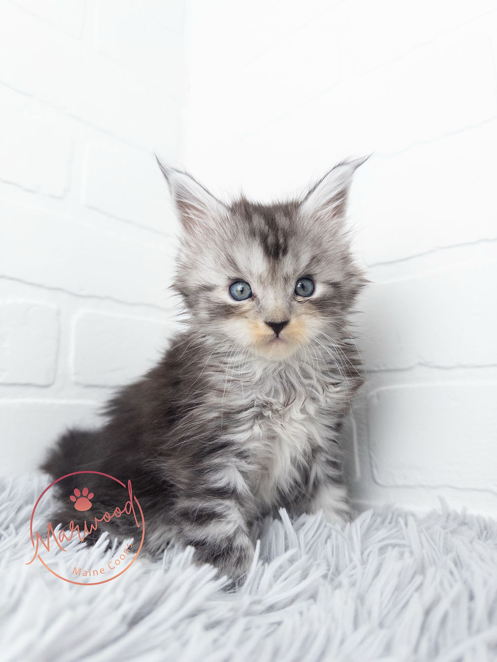 Giant Maine Coon