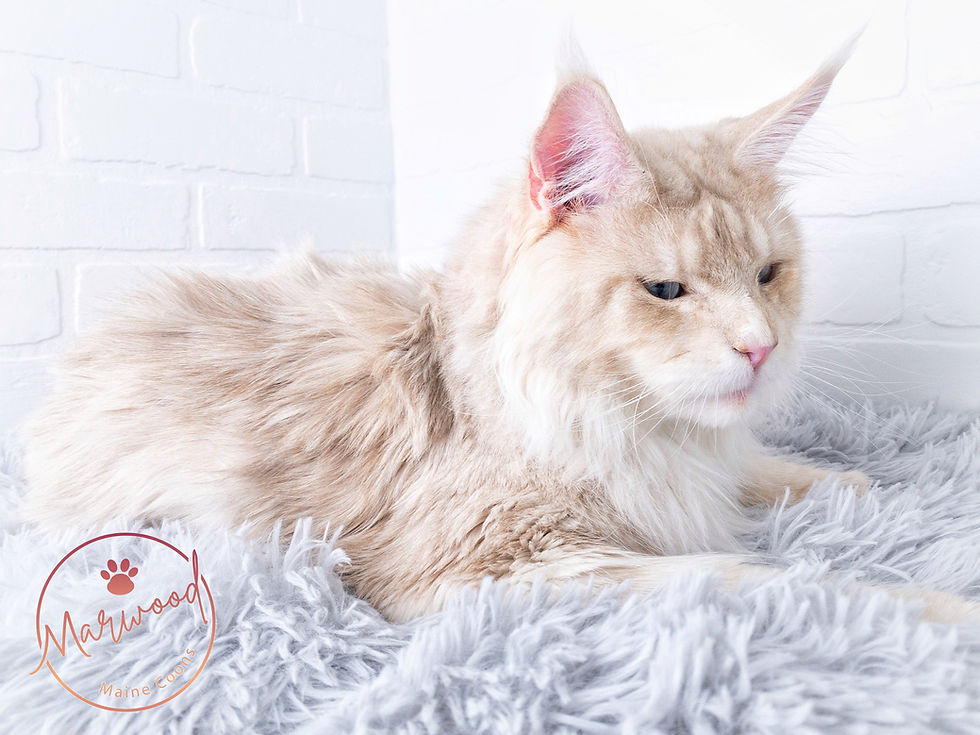 Red Silver Blue Eyed Maine Coon laying down