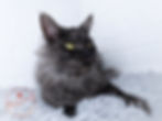 Maine Coon Breeder, Alberta Canada