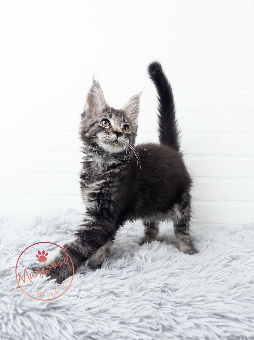Giant Maine Coon