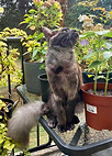Maine Coon Breeder Alberta Canada