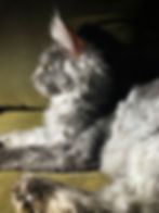 Maine Coon Breeder, Alberta Canada