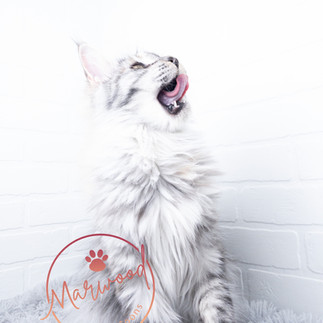 Raw Diet for a Maine Coon