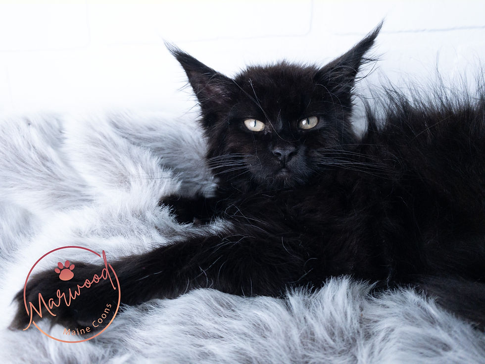 Maine Coon Alberta Canada