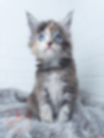 Top Blue Eyed Maine Coon Breeder