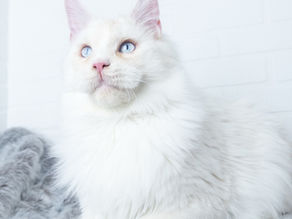 Silver shaded Maine Coon with soft blended coat and minimal pattern