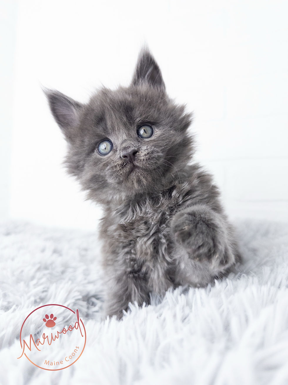 Maine Coon Masterweaver Lineage