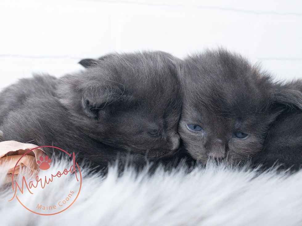 Top Maine Coon Breeder, Alberta Canada