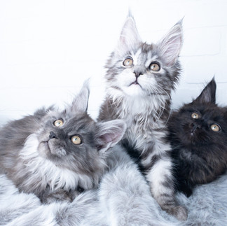 Marwood Maine Coons
