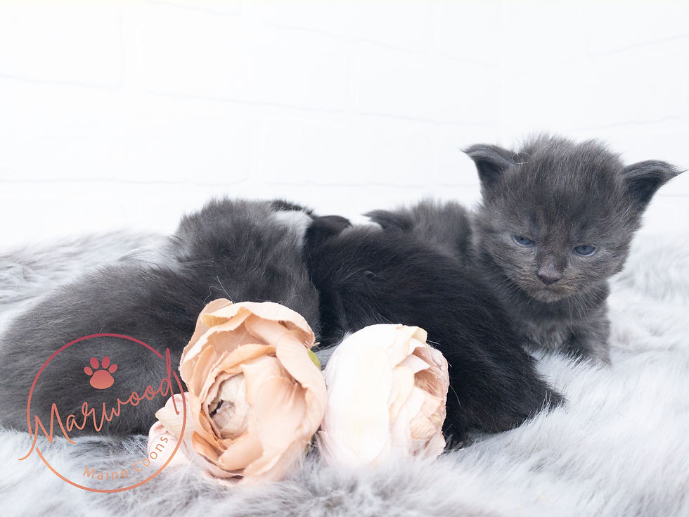 Top Maine Coon Breeder, Alberta Canada
