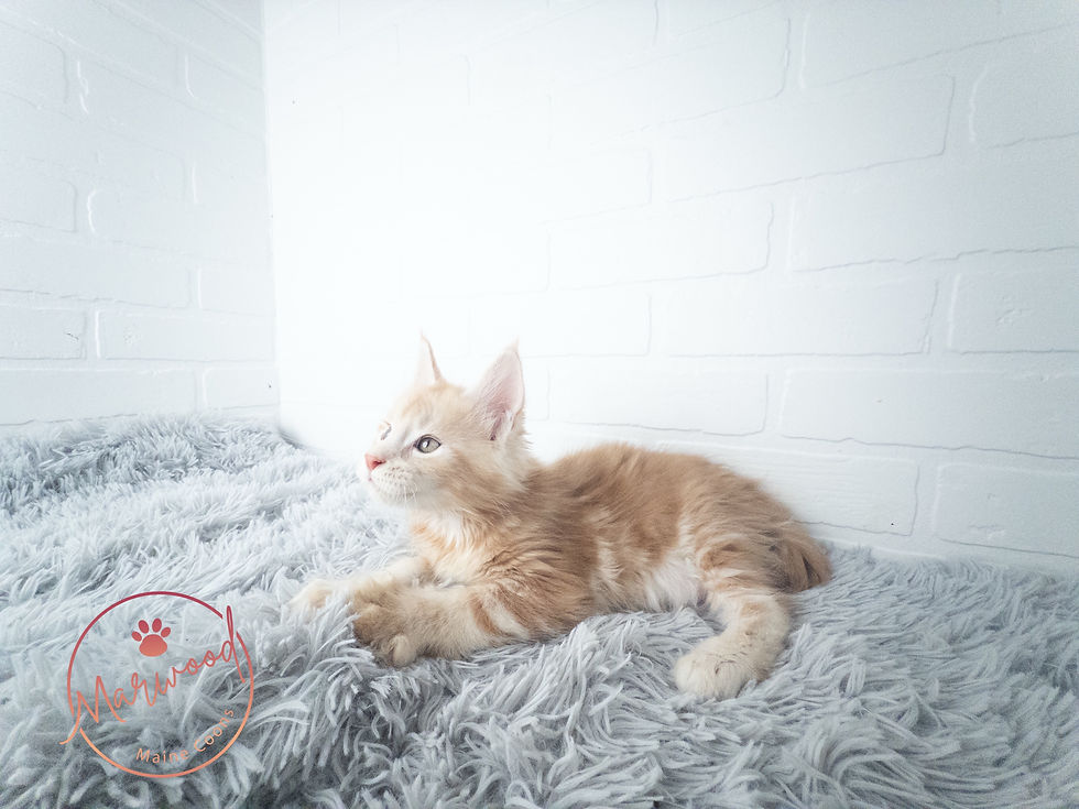 Maine Coon Canada