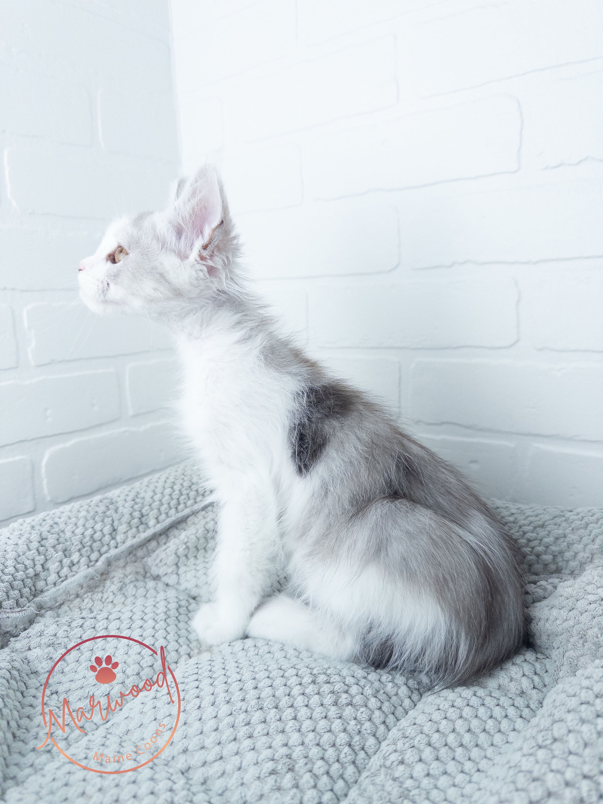 Bi-color Silver Maine Coon Kitten