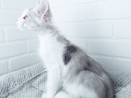 Caring for Your Maine Coon’s Luxurious Coat 🐾