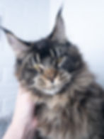 Top Maine Coon Breeder Alberta Canada