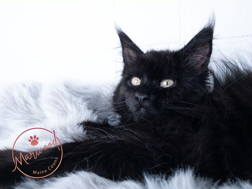 Maine Coon Alberta Canada