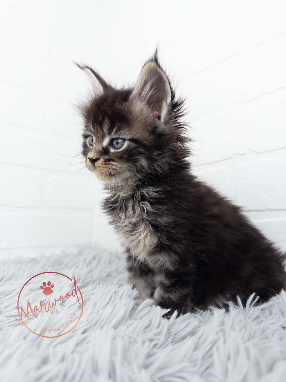 Giant Maine Coon