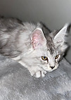 Top Maine Coon Breeder Alberta Canada