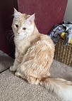 Maine Coon Breeder Alberta Canada