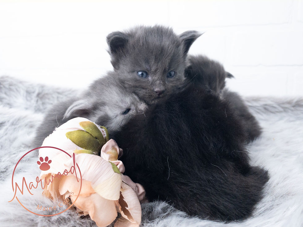 Top Maine Coon Breeder, Alberta Canada