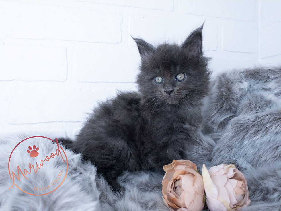 Top Maine Coon Breeder, Alberta Canada