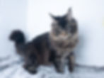 Top Maine Coon Breeder Alberta Canada