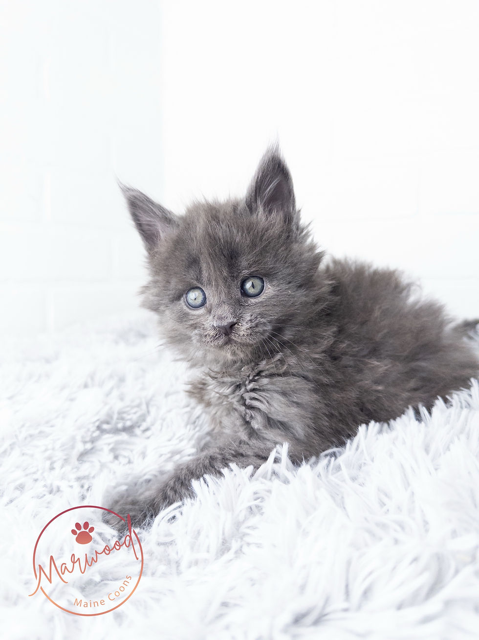 Maine Coon Masterweaver Lineage