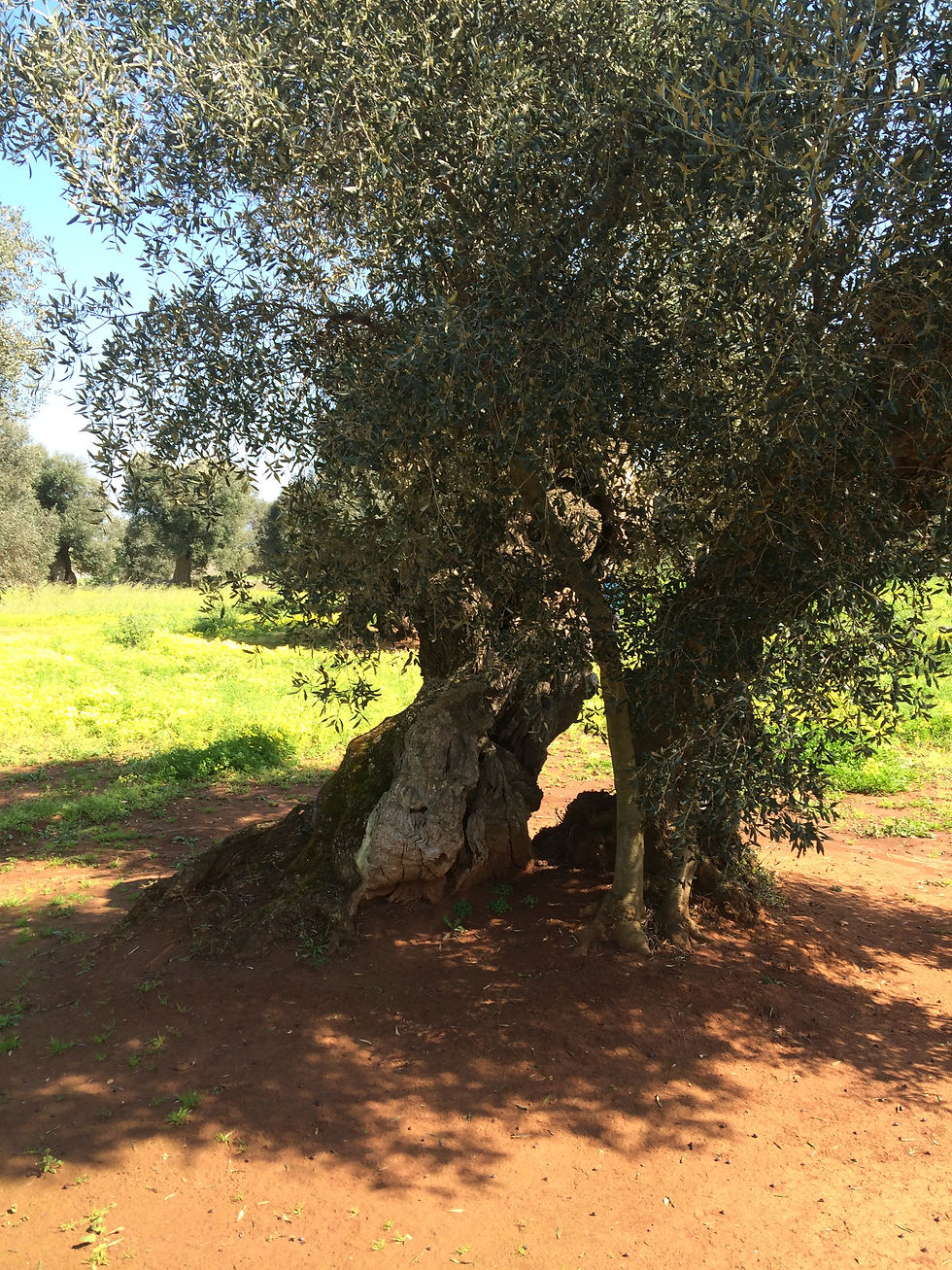 Ancient Olive Tree