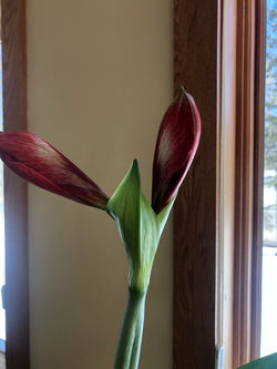 2 buds about to open