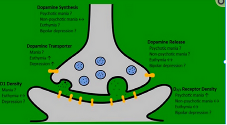 מאניה דיפרסיה והנדנדה הבי-פולארית